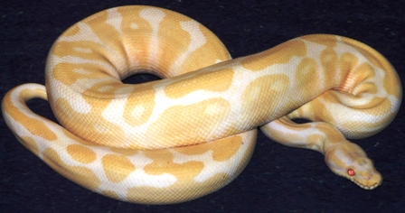 Adult Male Albino 2