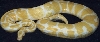 Adult Female Albino