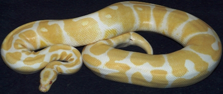 Adult Female Albino