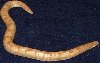 Adult Male Albino Kenyan