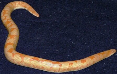 Adult Male Albino Kenyan