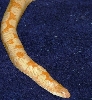 Adult Male Albino Kenyan