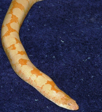 Adult Male Albino Kenyan