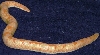 Adult Male Albino Kenyan 3
