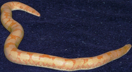 Adult Male Albino Kenyan 3