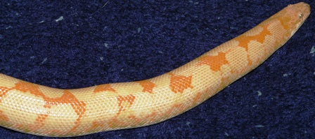 Adult Male Albino Kenyan 4