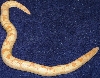 Adult Male Albino Kenyan 5
