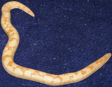 Adult Male Albino Kenyan 5