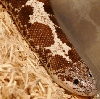 Adult Female Anery Kenyan Het Snow