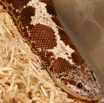 Adult Female Anery Kenyan Het Snow
