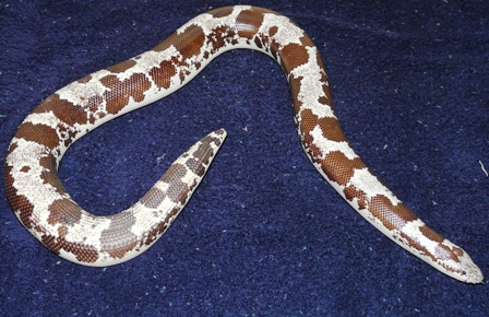Oreo