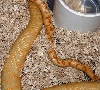 Younger Albino Male w/Female Albino