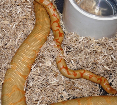 Younger Albino Male w/Female Albino