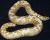 Female Snow