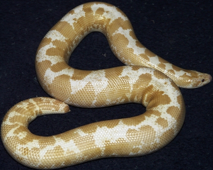 Female Snow