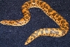Female Flame