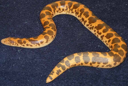 Female Flame