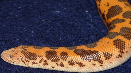 Female Flame 1