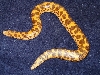 Female Flame 2