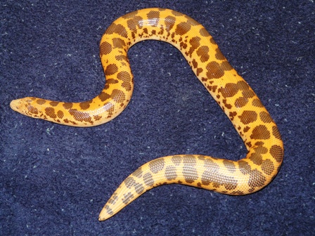 Female Flame 2