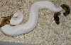 Female Pied 2