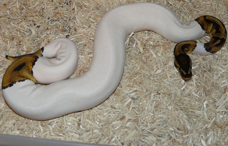 Female Pied 2