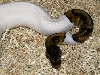 Female Pied 3