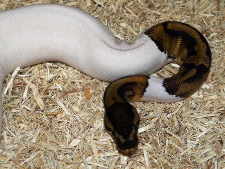 Female Pied 3