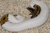 Female Pied 4