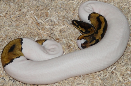 Female Pied 4