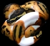 Pied Avatar