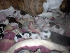 9 New Additions