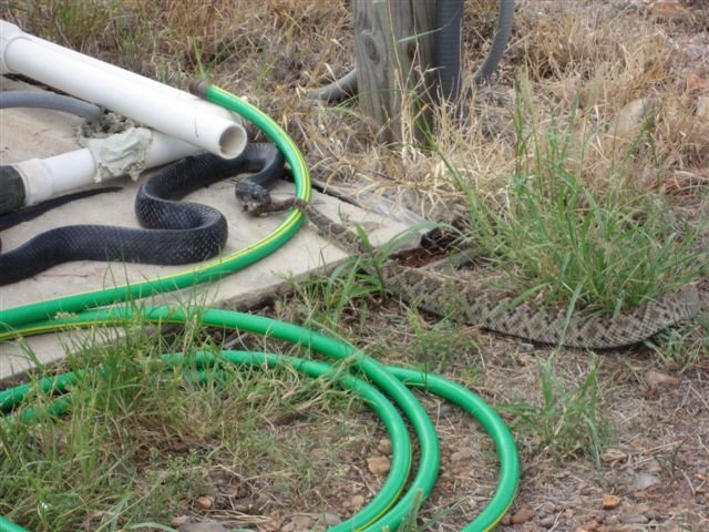 Indigo Snake Eating