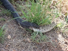 Indigo Snake Eating 2