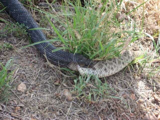 Indigo Snake Eating 2
