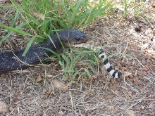 Indigo Snake Eating 3