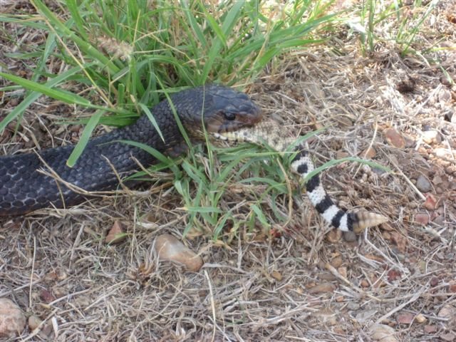 Indigo Snake Eating 3