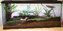 29 gallon vivarium