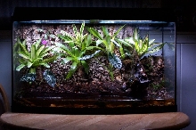 45 gallon bowfront