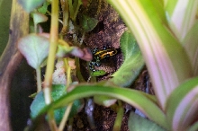 D. lamasi lurking in the undergrowth.