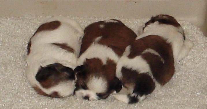 17 days old