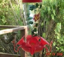Hummer