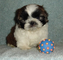 Topper 71/2 weeks