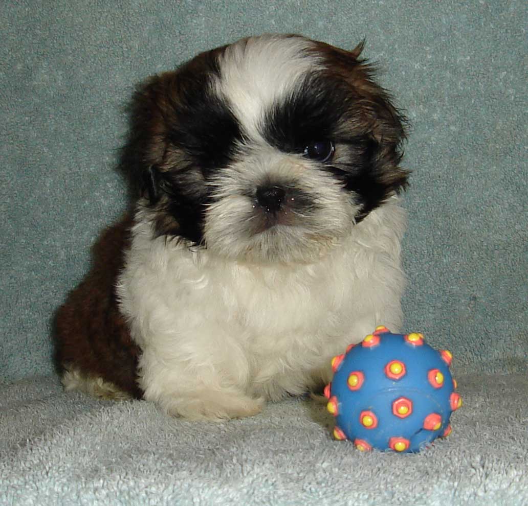 Topper 71/2 weeks