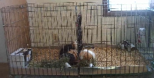 gp cages