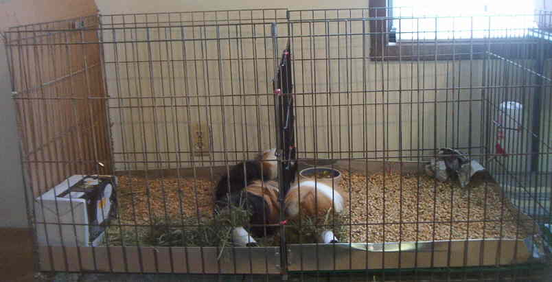 gp cages