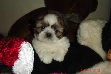 6 wks light male Tommie