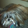 Tiger-Brindle