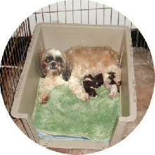 Clara and pups