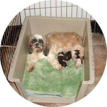 Clara and pups